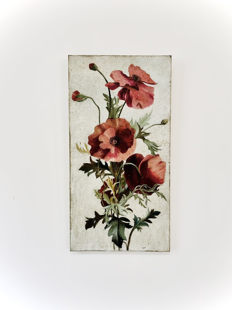 Botanical study of Poppies